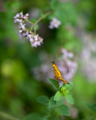 Great Spangled Fritillary Butterfly on Oregano Flowers #2