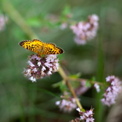 Great Spangled Fritillary Butterfly on Oregano Flowers #3