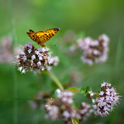 Great Spangled Fritillary Butterfly on Oregano Flowers #4
