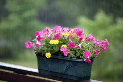 Planter in the Rain