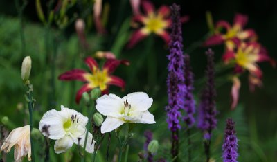 White Lily Pair by Red Lilies and Liatris