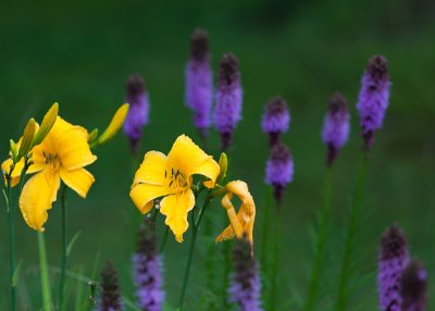 Yellow Lily Pair in Field of Liatris
