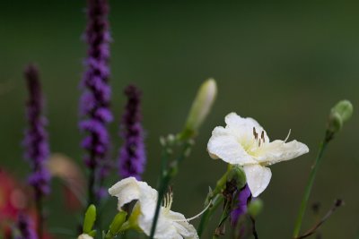 White Lilies and Liatris