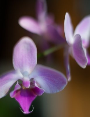 Purple Orchid #1