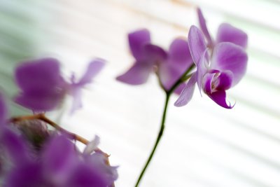 Purple Orchid #3