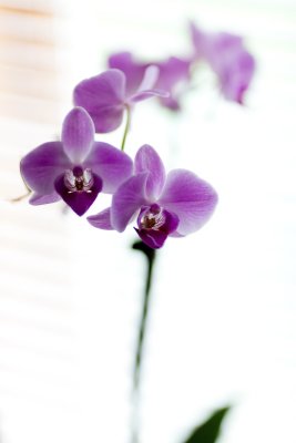 Purple Orchid #4
