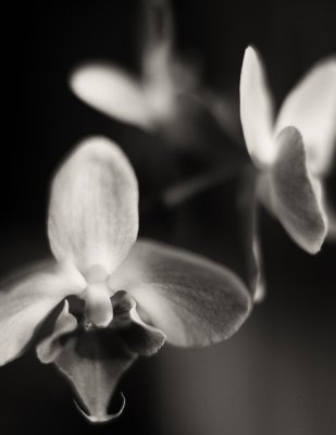 Mono Orchids