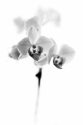 Light Orchids