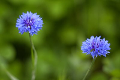 Pair of Little Blue Wildflowers