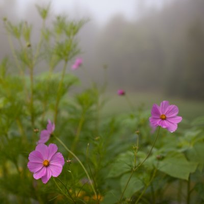 Cosmos on a Foggy Morning