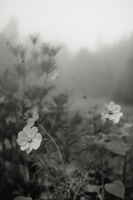 Foggy Morning Cosmo Pair