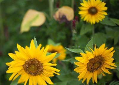 Sunflowers and Wildflowers #2