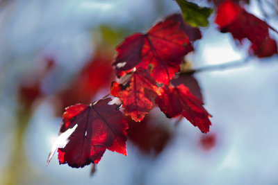 Red Leaves and Blue Sky