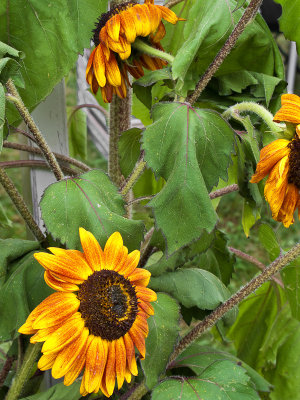 Sunflowers