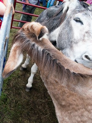 Helping Each Other