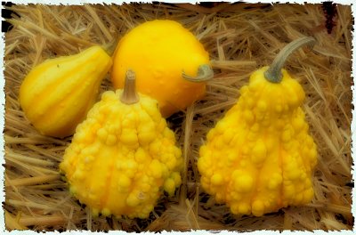 Gourds on a Hay Bale