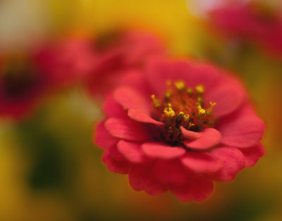 Wildflower Bouquet Closeup #1