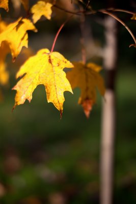 Yellow leaves on Little Maple