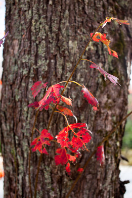 Red Leaves Against Bark #2