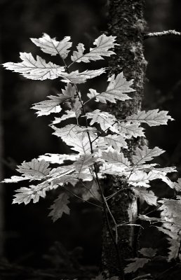 Backlit Oak leaves