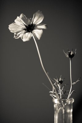 Monochrome Cosmo in Vase from Underneath