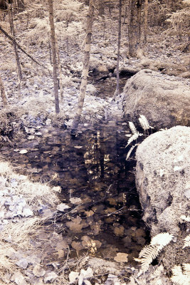 Reflecting Pool with Fallen Leaves