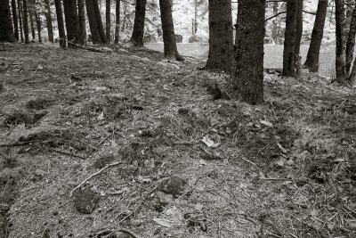 Trees with Fallen Leaves and Pine Needles #1