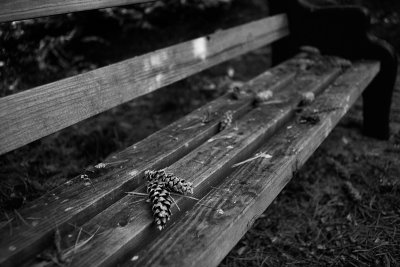 Bench with Pine Cones