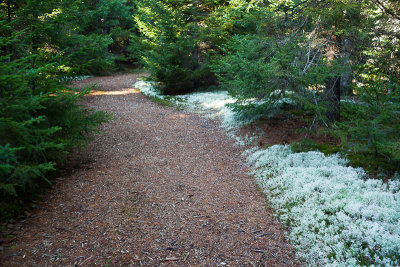Reindeer Moss-lined Path