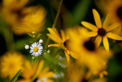 Little White Aster with Rudbackia