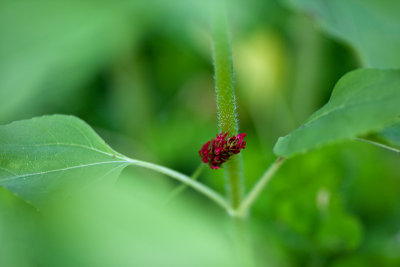 Little Red Wildflower Among Sunflower Leaves