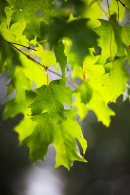 Backlit Young Maple leaves