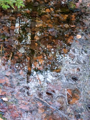Puddle Reflection with Ice