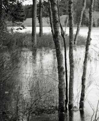 Trees in Little Long Pond Overflowed and Frozen #1