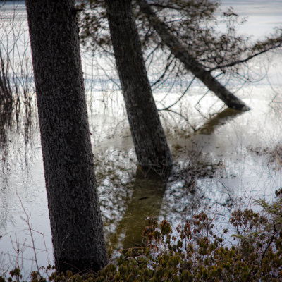 Trees in Little Long Pond Overflowed and Frozen #2