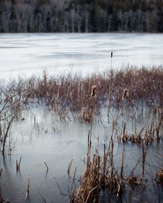Reeds in Little Long Pond Overflowed and Frozen