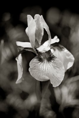 Monochrome Irises #1