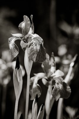 Monochrome Irises #2