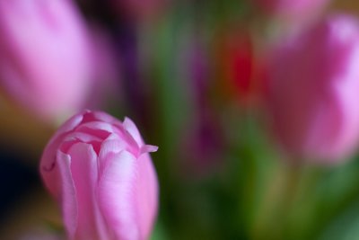 February Tulips #1