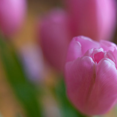 February Tulips #2