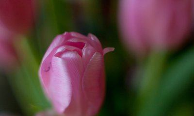 February Tulips #3