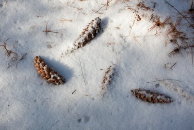 Fallen Pine Cones #2