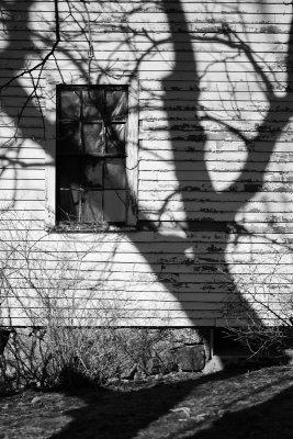 Tree Shadow on Black House barn