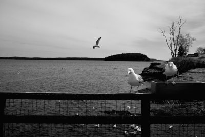 Gulls at the Pier