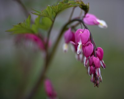 Bleeding Hearts