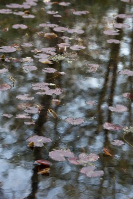 Lily Pond and Reflections #2