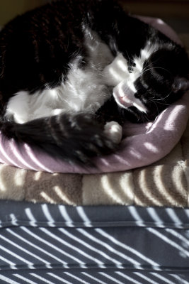 Keira Sleeping in Striped Light