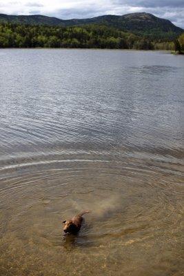 Spicer Taking a Dip in Little Long Pond