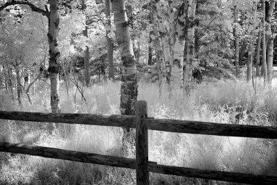 Trees and Grasses Behind Fence