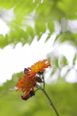 Orange Hawkweed with Tree and Sky #2